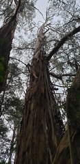 Eucalyptus regnans