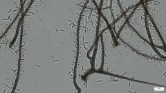 Ceratocladium
