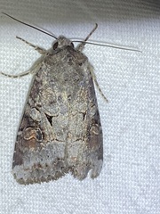 Trichordestra legitima