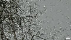 Ceratocladium