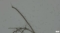 Ceratocladium