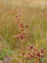 Juncus acutiflorus