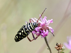 Placosternus difficilis