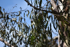 Myzomela sanguinolenta