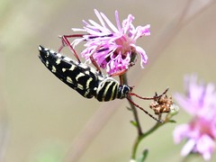 Placosternus difficilis