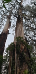 Eucalyptus regnans