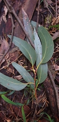 Eucalyptus regnans