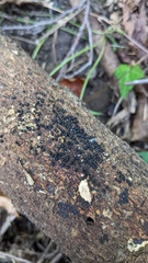 Rosellinia