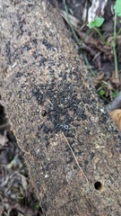 Rosellinia