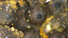 Rosellinia