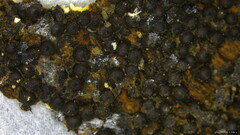 Rosellinia