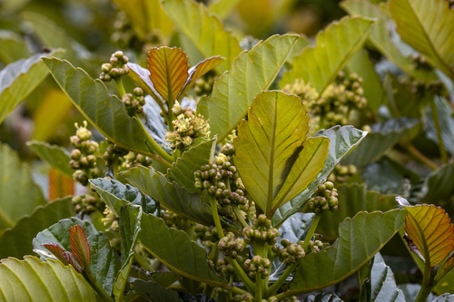 Brunellia ovalifolia
