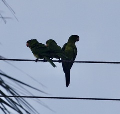 Psittacara holochlorus