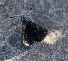 Hesperopsis alpheus