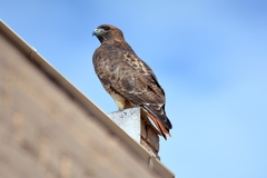 Buteo jamaicensis