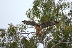 Buteo jamaicensis