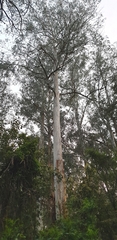 Eucalyptus viminalis viminalis