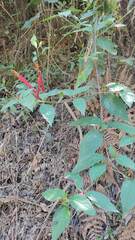 Siphocampylus orbignianus