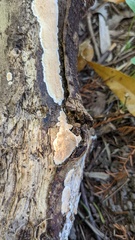 Steccherinum nitidum