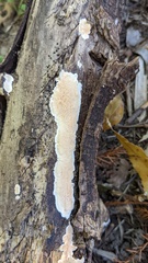 Steccherinum nitidum