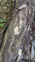 Steccherinum nitidum