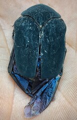 Cotinis mutabilis atrata