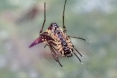 Micrathena acuta