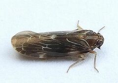 Synecdoche dimidiata