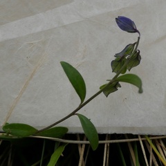 Polygala serpyllifolia