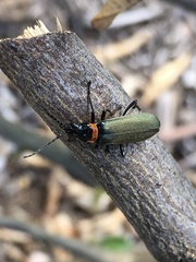 Chauliognathus lugubris