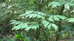 Copaifera aromatica