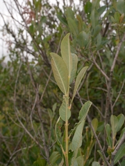 Salix × guinieri
