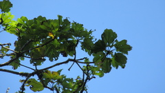 Cavanillesia platanifolia