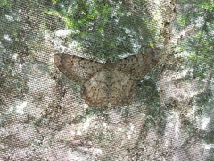 Epimecis