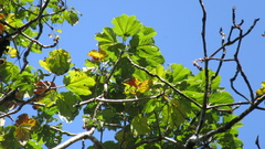 Cavanillesia platanifolia