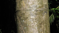 Cavanillesia platanifolia