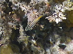 Atypichthys strigatus