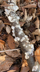 Trametes conchifer