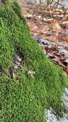 Pseudanomodon attenuatus