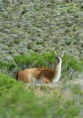 Lama guanicoe