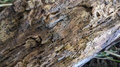 Henningsomyces candidus