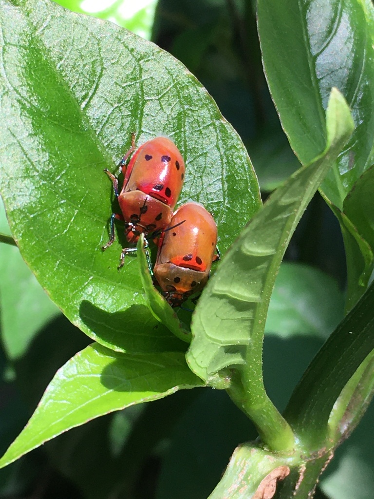 Augocoris illustris