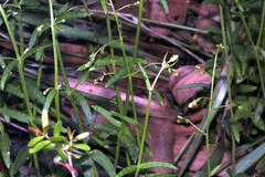 Gonocarpus chinensis