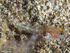 Vanneaugobius canariensis