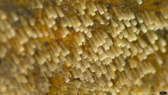 Henningsomyces candidus