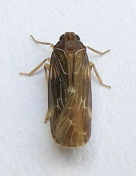 Synecdoche dimidiata