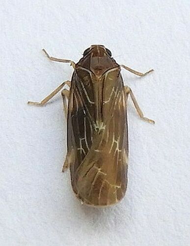 Synecdoche dimidiata