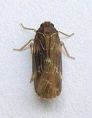 Synecdoche dimidiata