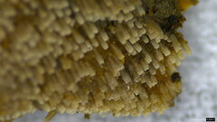 Henningsomyces candidus