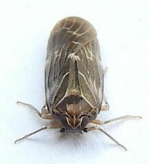 Synecdoche dimidiata